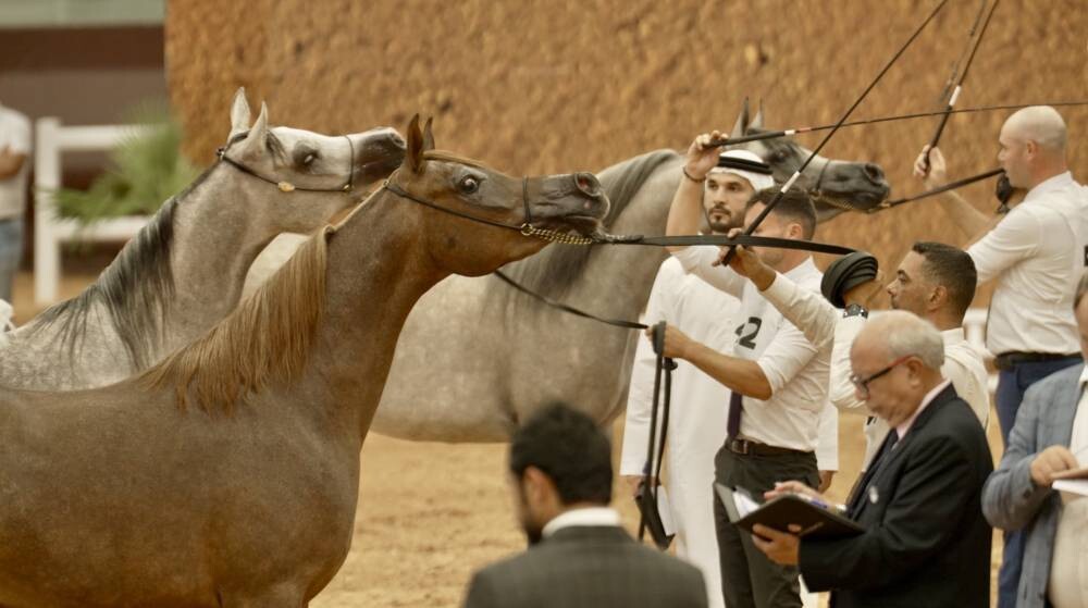 The Emirates International Cup for Arabian Horse Beauty in Morocco