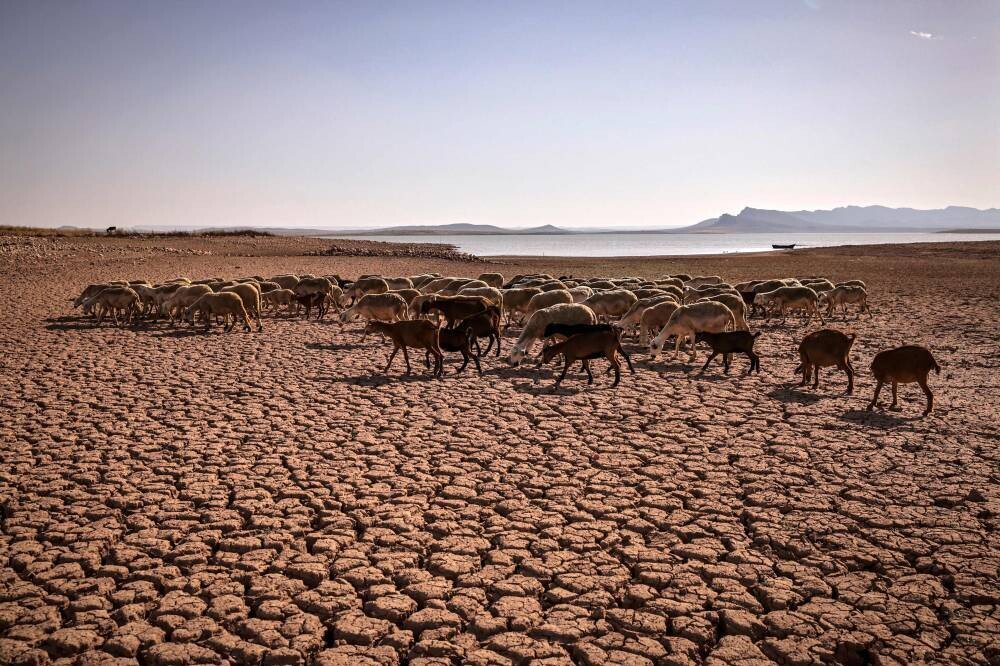 Agricultural Crisis in Morocco and Drought Mitigation