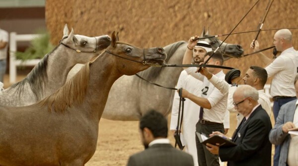 The Emirates International Cup for Arabian Horse Beauty in Morocco