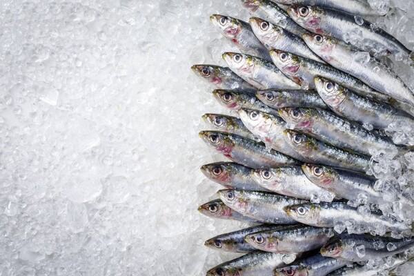 Morocco Bans Sardine Exports to Protect Local Market